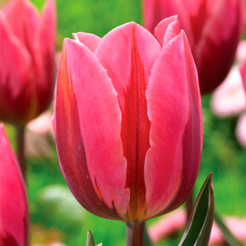 Тюльпан Триумф Претти Принцесс изображение 1 артикул 68997