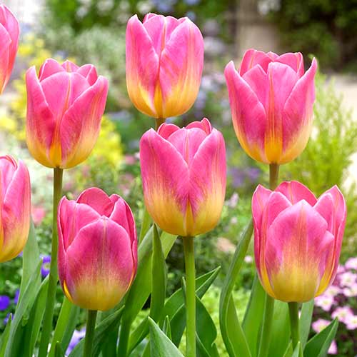 Тюльпан Триумф Том Паус артикул фото 1 Тюльпан Триумф Том Паус изображение 1 артикул 70311