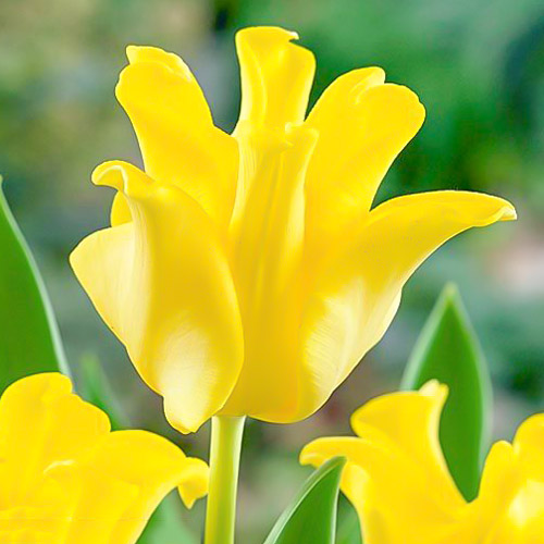 Тюльпан Триумф Йеллоу Краун артикул фото 1 Тюльпан Триумф Йеллоу Краун изображение 1 артикул 67732