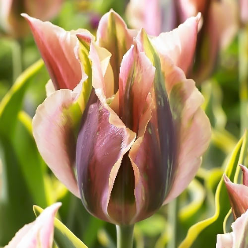 Тюльпан зеленоцветный Грин Ривер изображение 1 артикул 68991