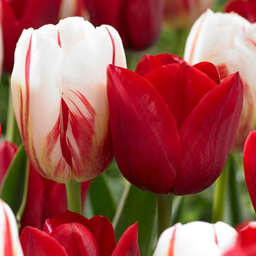 Супер корзина! Комплект тюльпанов голландское чудо, микс изображение 1 артикул 67823