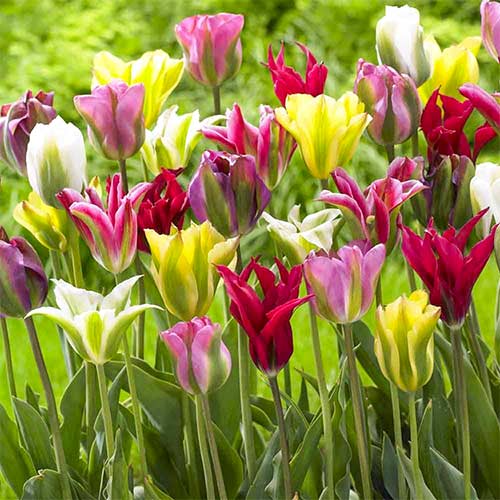 Тюльпаны зеленоцветные, микс изображение 1 артикул 67871