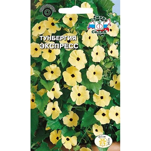Тунбергия Экспресс Седек изображение 1 артикул 93984