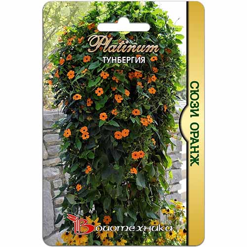 Тунбергия Сюзи Оранж Биотехника изображение 1 артикул 74131