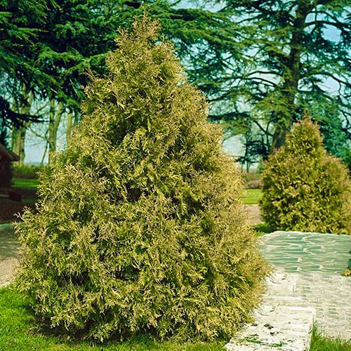 Туя складчатая Зебрина артикул фото 1 Туя складчатая Зебрина изображение 1 артикул 9453