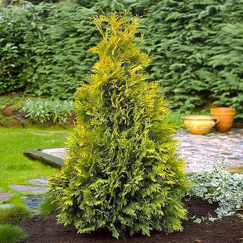 Туя западная Еллоу Риббон изображение 1 артикул 4682