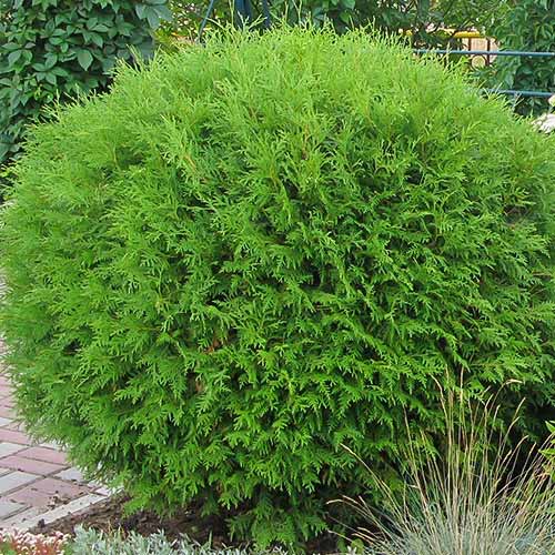 Туя западная Глобоза изображение 1 артикул 8385