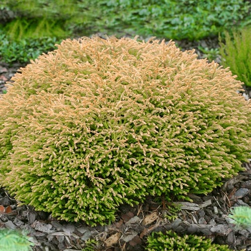 Туя западная Голден Таффет изображение 1 артикул 9465