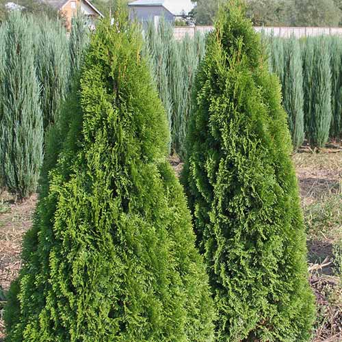Туя западная Холмструп артикул фото 1 Туя западная Холмструп изображение 1 артикул 8394