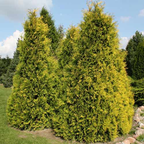Туя западная Санкист артикул фото 1 Туя западная Санкист изображение 1 артикул 9467