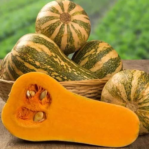 Тыква Барбара F1, семена изображение 1 артикул 65072