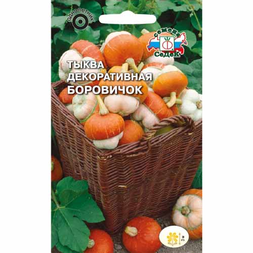 Тыква декоративная Боровичок Седек изображение 1 артикул 40528