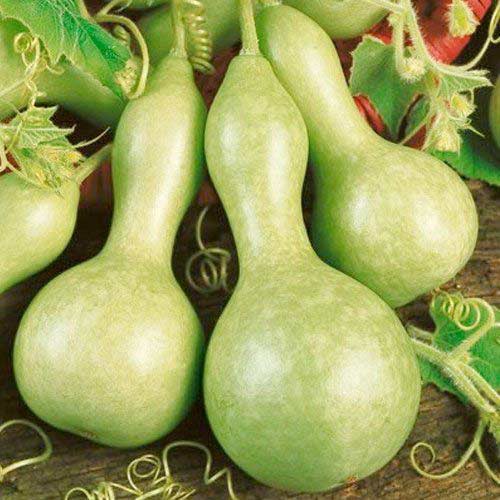 Тыква декоративная Бутылочная изображение 1 артикул 65193