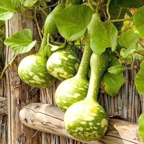 Тыква декоративная Бутылочная Седек артикул фото 1 Тыква декоративная Бутылочная Седек изображение 1 артикул 82515