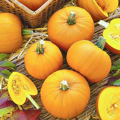 Тыква Кустовая золотая изображение 1 артикул 71093