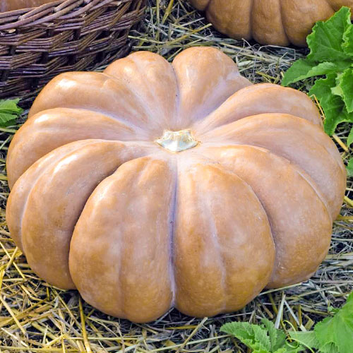 Тыква Медовая карусель Premium Seeds изображение 1 артикул 83872