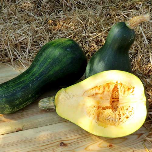 Тыква Медовый август Уральский дачник изображение 1 артикул 74258