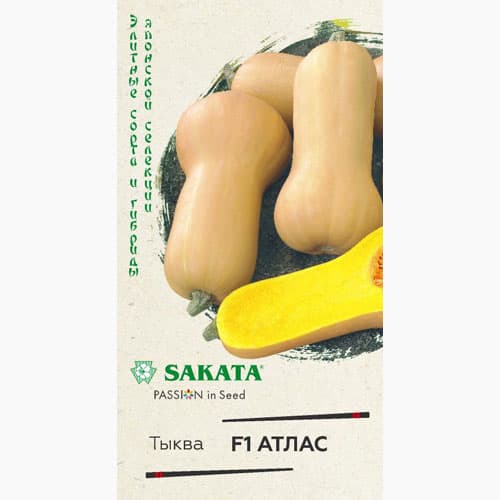 Тыква мускатная Атлас F1 Гавриш артикул фото 1 Тыква мускатная Атлас F1 Гавриш изображение 1 артикул 97552