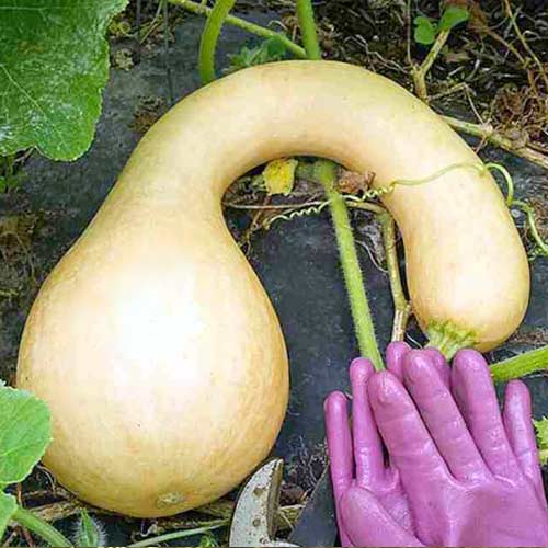 Тыква мускатная Сахарная булава F1, семена изображение 1 артикул 65194