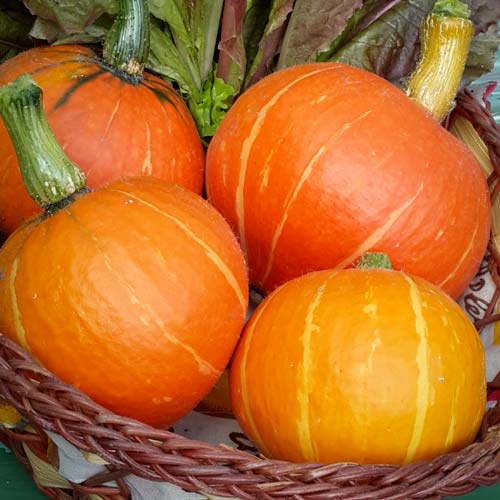 Тыква Праздничный десерт F1, семена изображение 1 артикул 65366
