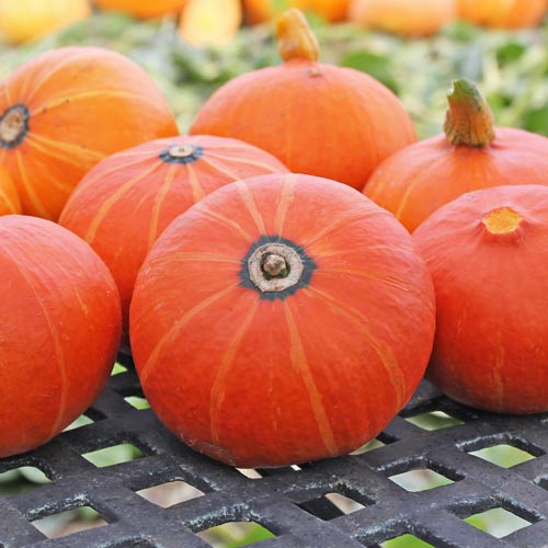 Тыква Праздничный десерт F1, семена изображение 3 артикул 65366