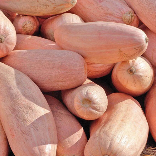 Тыква Румяная папайя Premium Seeds изображение 1 артикул 83870