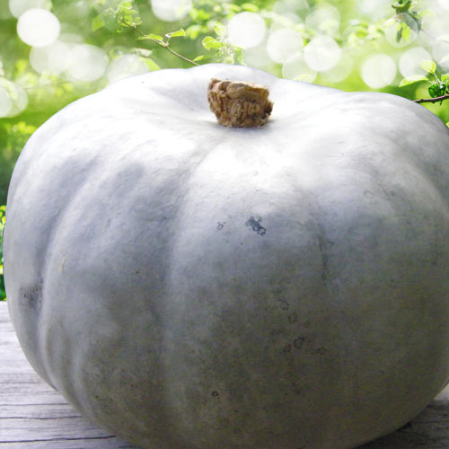 Тыква Сахарная голова F1, семена артикул фото 1 Тыква Сахарная голова F1, семена изображение 1 артикул 65195