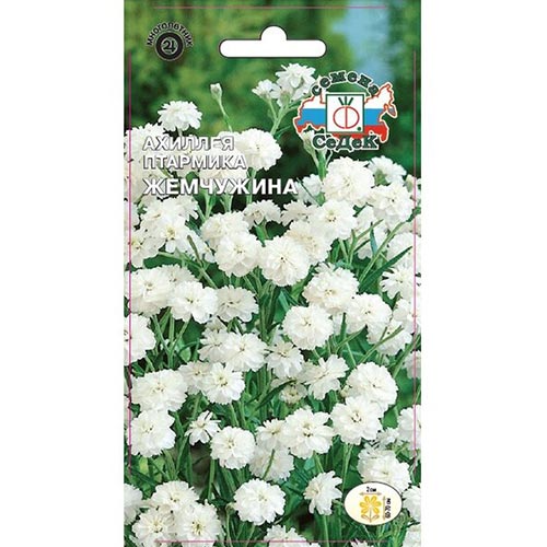 Тысячелистник (ахиллея) Жемчужина Седек изображение 1 артикул 93986