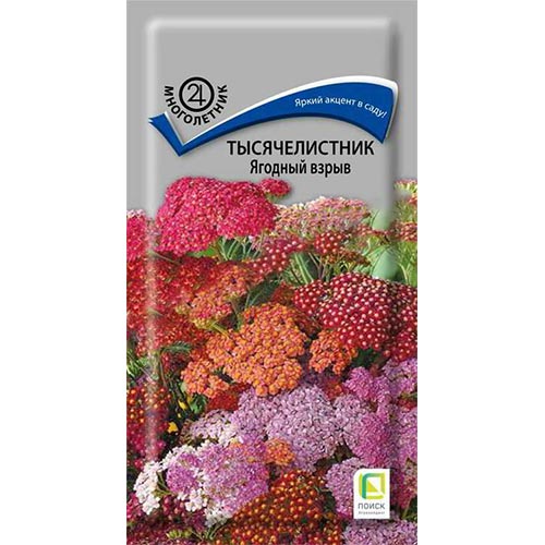 Тысячелистник (ахиллея) Ягодный взрыв, смесь окрасок Поиск изображение 1 артикул 93131