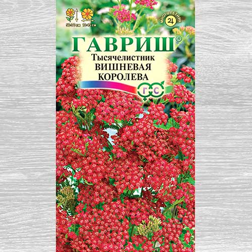 Тысячелистник Вишневая Королева Гавриш артикул фото 1 Тысячелистник Вишневая Королева Гавриш изображение 1 артикул 82436