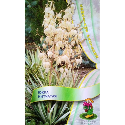 Юкка нитчатая Поиск изображение 1 артикул 93181