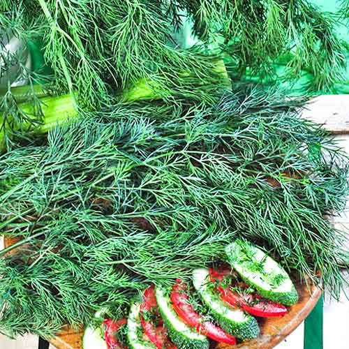 Укроп Кустовое чудо артикул фото 1 Укроп Кустовое чудо изображение 1 артикул 69920