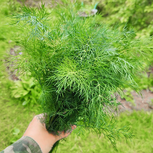 Укроп Пушистый кедр Premium Seeds изображение 1 артикул 83875