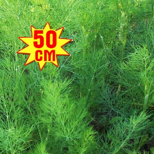 Укроп РР, семена изображение 1 артикул 7711