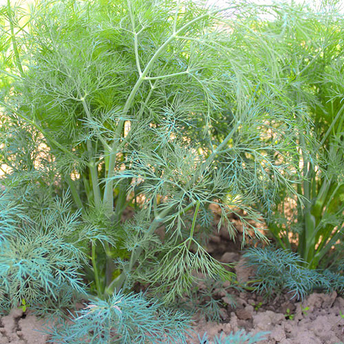 Укроп Владыка Premium Seeds изображение 1 артикул 83874