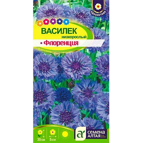 Василек Флоренция Семена Алтая изображение 1 артикул 94145