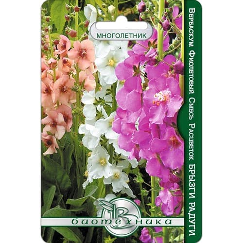 Вербаскум (коровяк) Брызги Радуги, смесь окрасок Биотехника изображение 1 артикул 91577