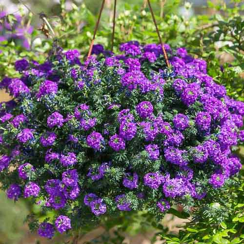 Вербена Имаджинейшен Русский огород НК изображение 1 артикул 69928