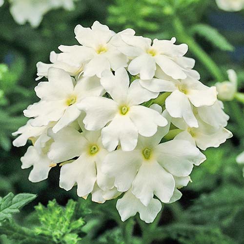 Вербена Кварц Белая F1 изображение 1 артикул 81313