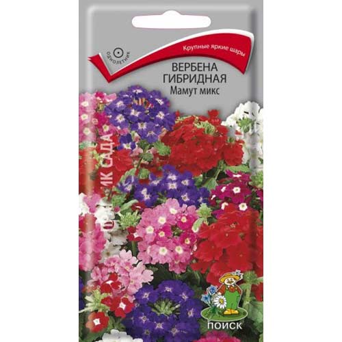 Вербена Мамут, смесь окрасок Поиск артикул фото 1 Вербена Мамут, смесь окрасок Поиск изображение 1 артикул 85596