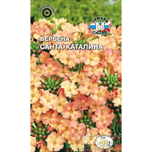 Вербена Санта-Каталина Седек артикул фото 1 Вербена Санта-Каталина Седек изображение 1 артикул 85604