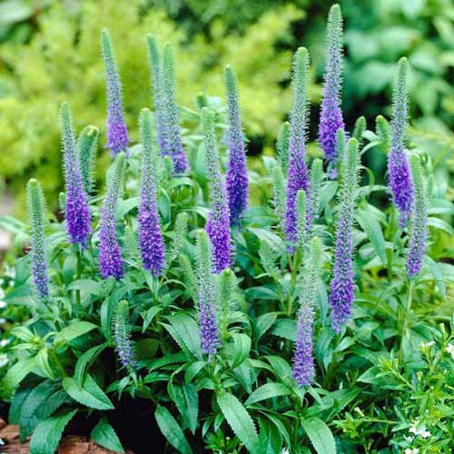 Вероника Блю Букет изображение 1 артикул 68631