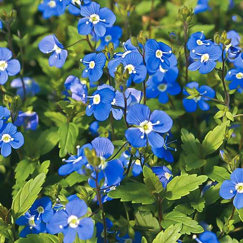 Вероника Джорджия Блю изображение 1 артикул 68894