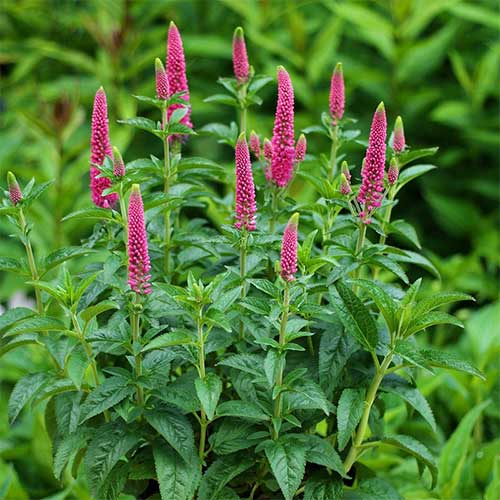 Вероника Ферст Лав артикул фото 1 Вероника Ферст Лав изображение 1 артикул 01319