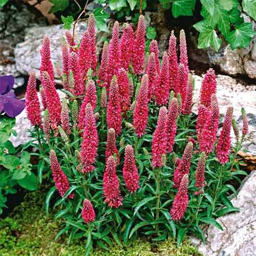 Вероника Инспайер Роуз изображение 1 артикул 01315