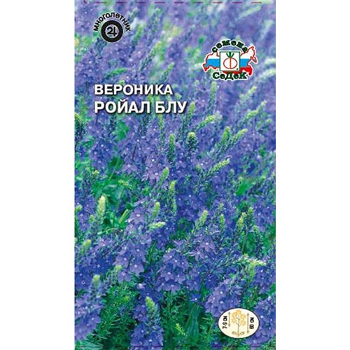 Вероника колосистая Ройал Блу Седек изображение 1 артикул 93692