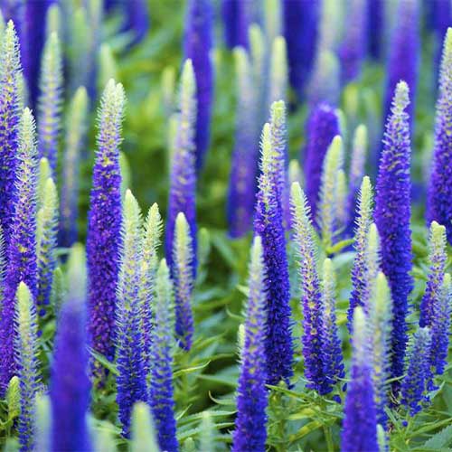 Вероника Нана Блаутеппич изображение 1 артикул 01317