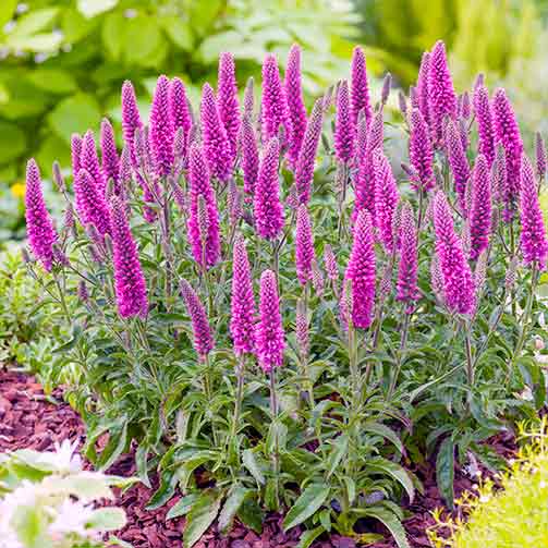 Вероника Пинк изображение 1 артикул 76150