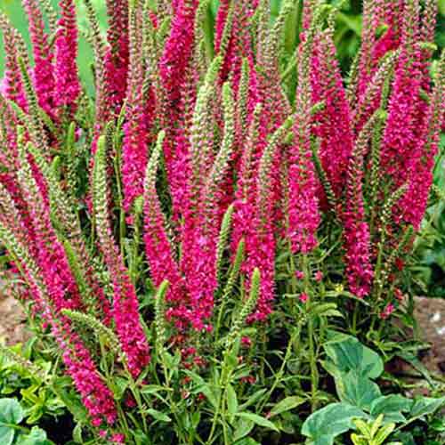 Вероника Ред артикул фото 1 Вероника Ред изображение 1 артикул 76522