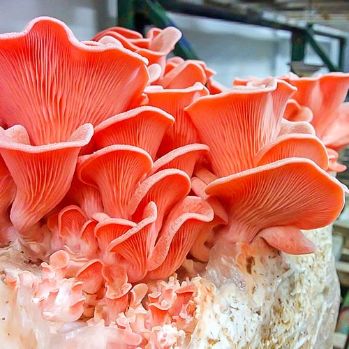 Вешенка розовая изображение 2 артикул 9750